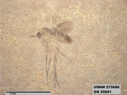 Insecta