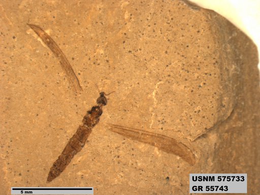 Insecta
