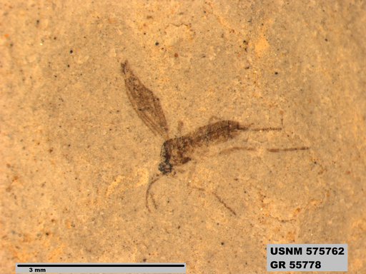 Insecta