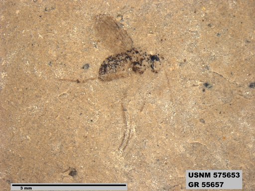 Insecta