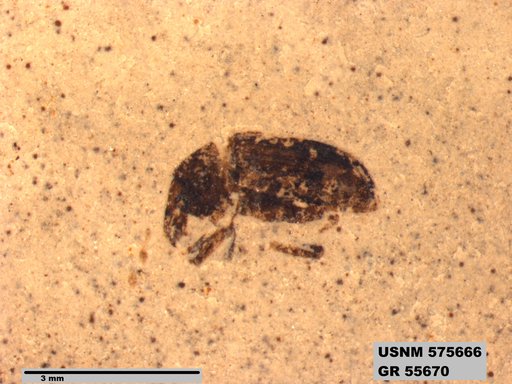 Insecta