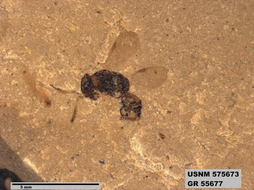 Insecta