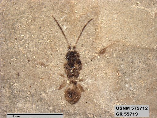 Insecta