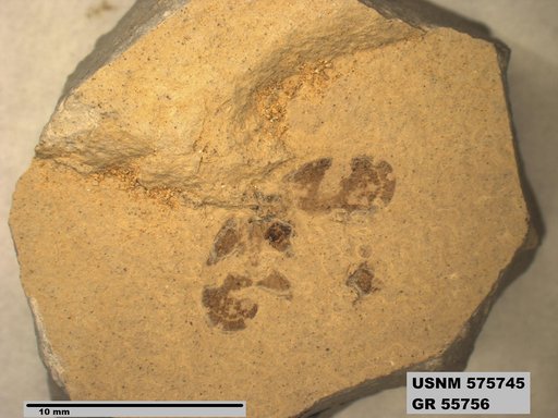 Genus sp