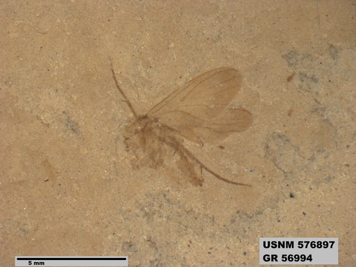 Insecta