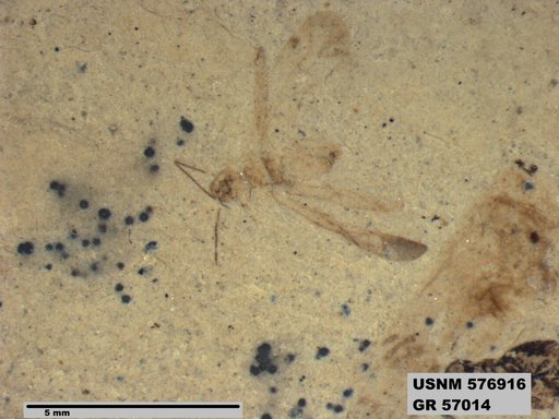 Genus sp
