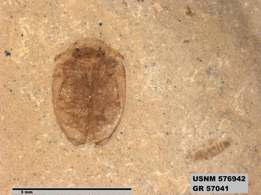 Insecta