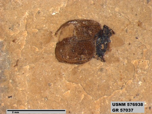 Insecta