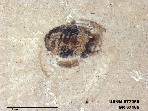 Insecta