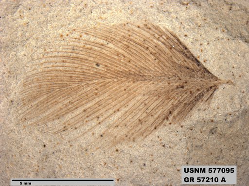 Insecta