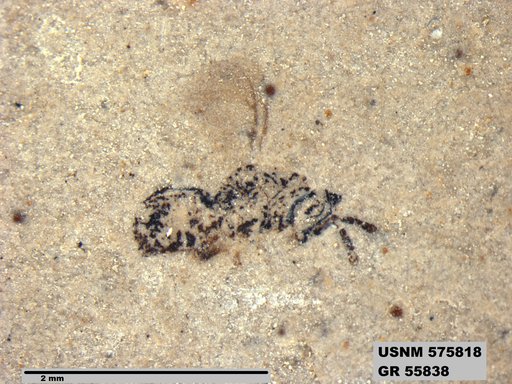 Insecta