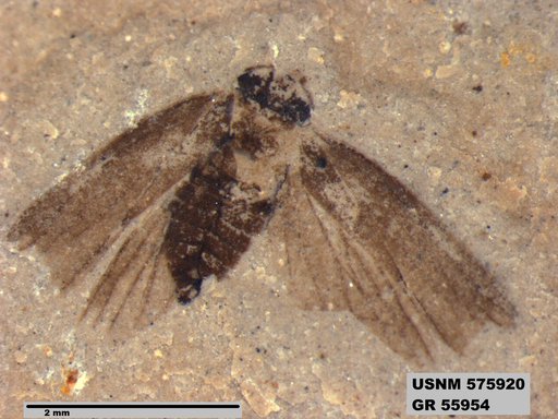 Genus sp