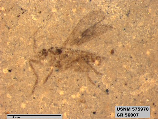 Insecta