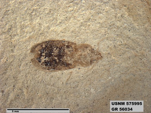Insecta