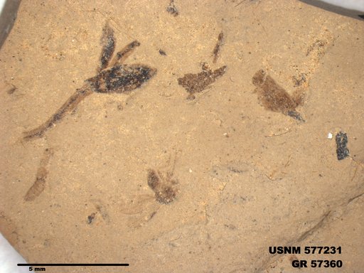 Insecta