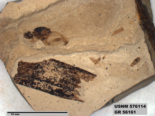 Insecta
