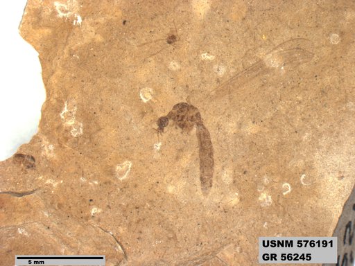 Insecta