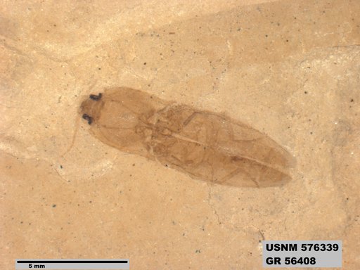 Insecta
