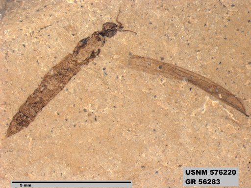 Insecta