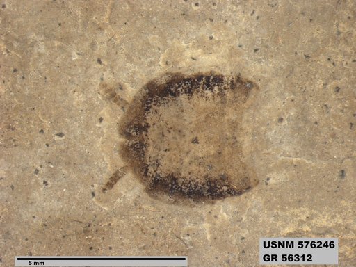 Insecta