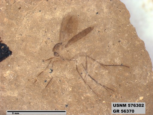 Insecta