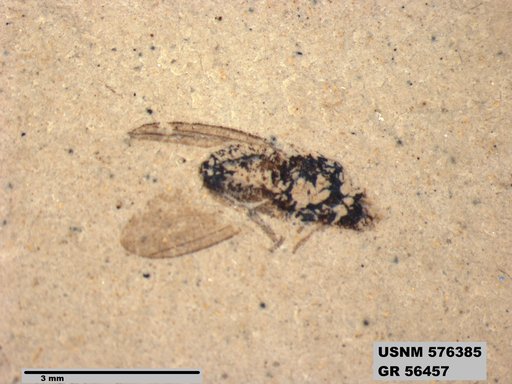 Insecta