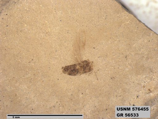 Genus sp