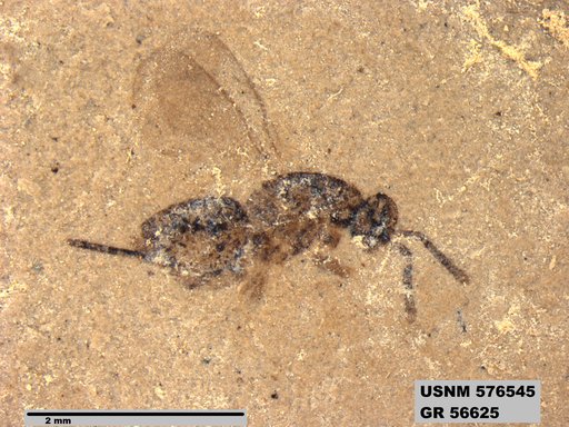 Insecta