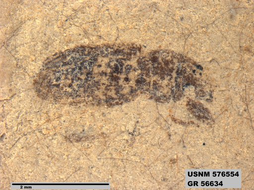 Insecta