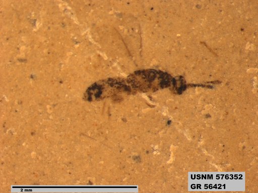 Insecta