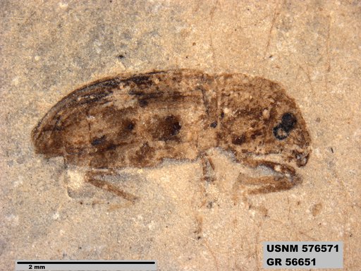 Insecta