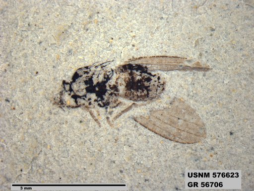 Insecta