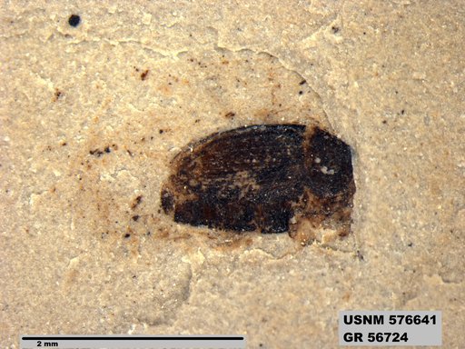 Insecta