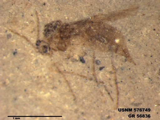 Insecta