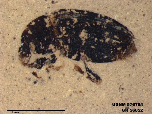 Insecta