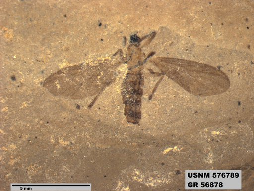 Insecta