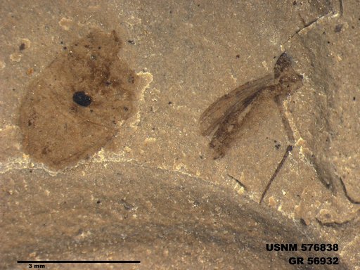 Insecta