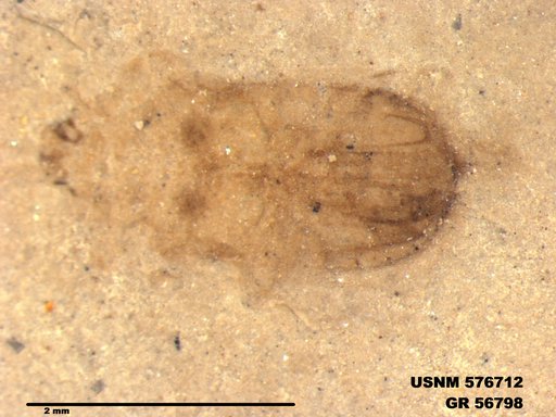 Insecta