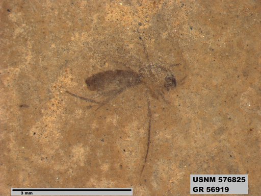 Insecta