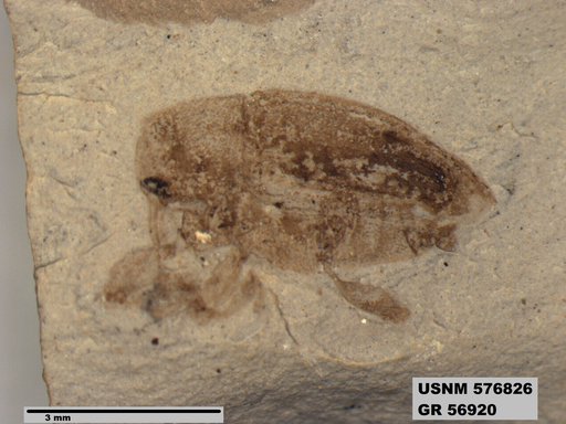 Insecta