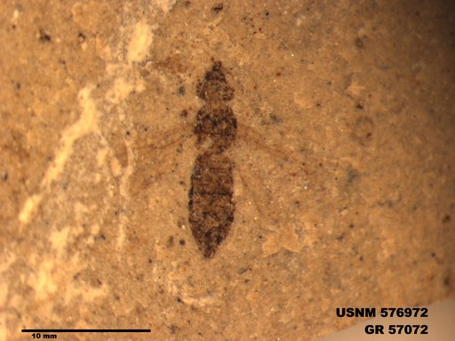 Insecta