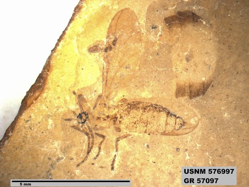 Insecta