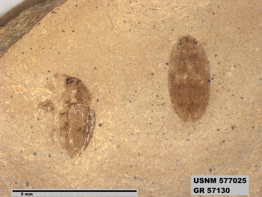 Insecta