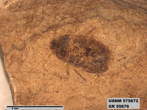 Insecta