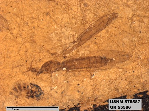Genus sp