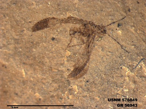 Insecta