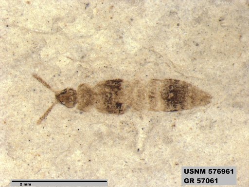 Genus sp