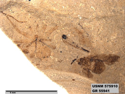 Genus sp