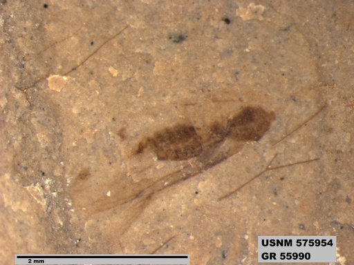 Genus sp