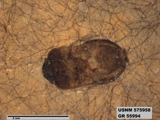 Insecta